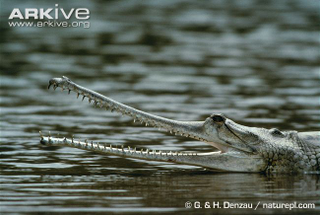 Illustration for article titled Sunday Crocodilian - Gavialis gangeticus Edition